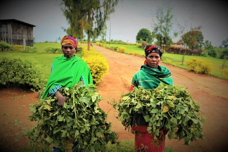 Farmers In Northern Rwanda Launch The Agricultural Season With ...