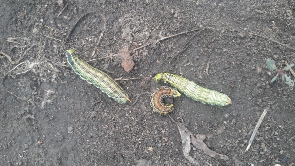 download kill army worms